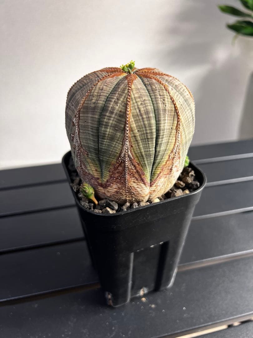 ユーフォルビア オベサ 現地株 メス株 木質化