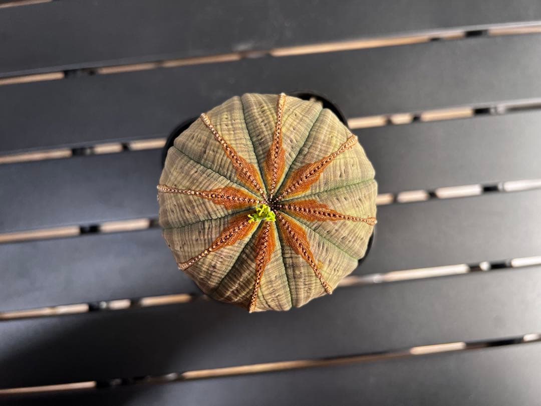 ユーフォルビア オベサ 現地株 メス株 木質化