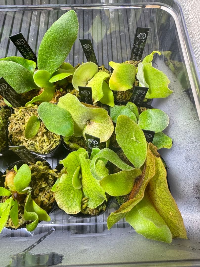 ビカクシダ 15種