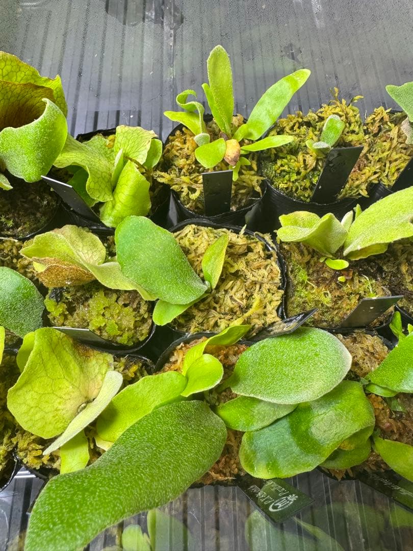 ビカクシダ 15種