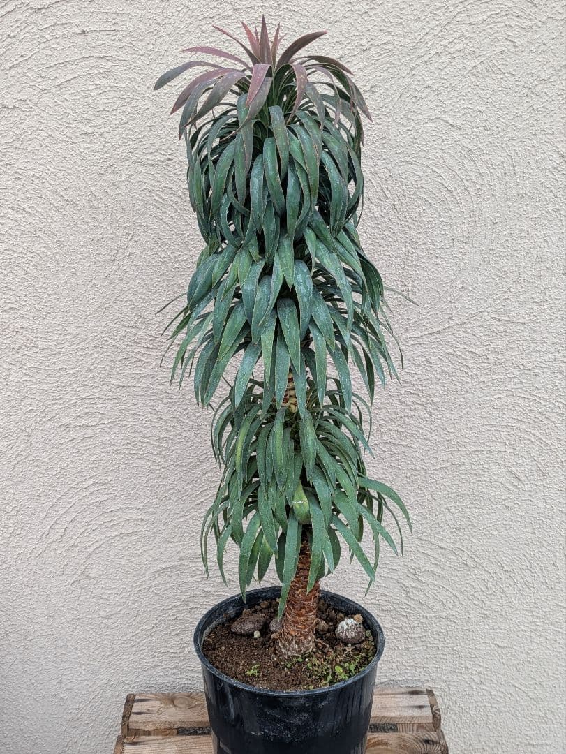 【現品・鉢まま出荷】超かっこいい　ユッカ　デスメティアーナ