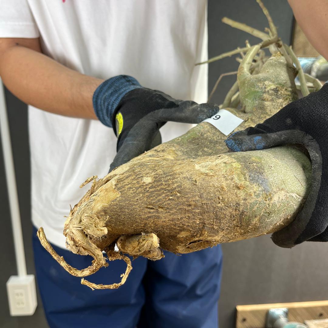 h*i様 19 激レア 超大株 アデニア ペチュエリー 現地球 鮮度抜群