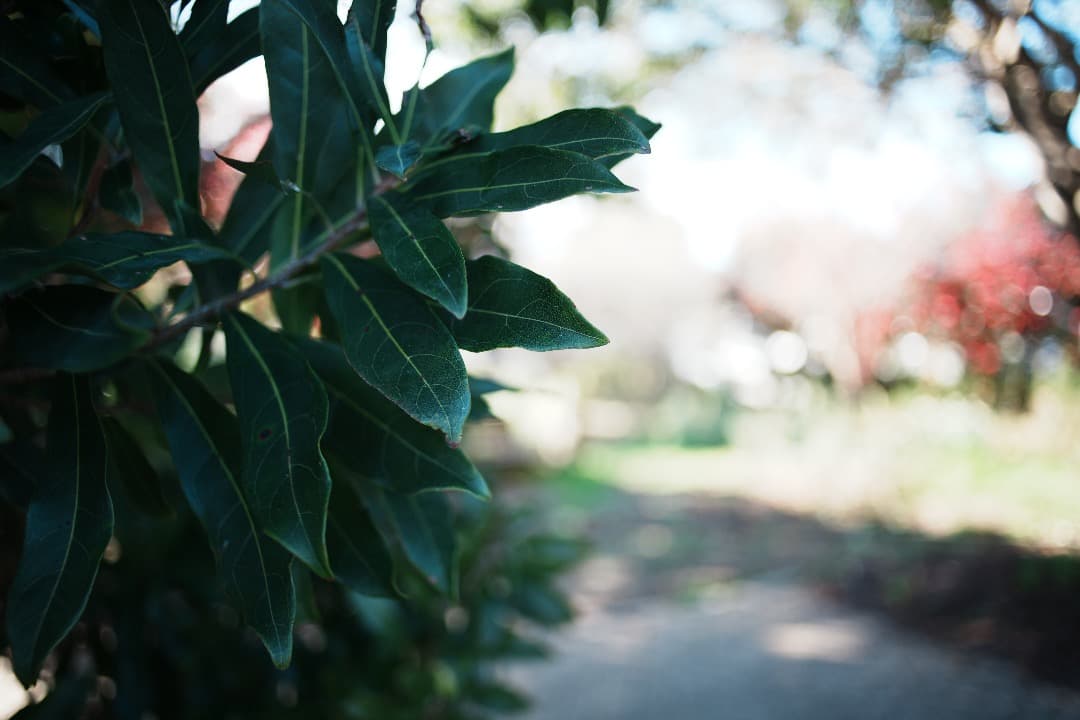 【整備＆テスト】オリンパス Zuiko auto-w 28mm F2.8 182