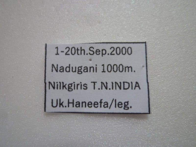 【外国産カミキリ標本】ウスバカミキリ♀/南インド産/92mm