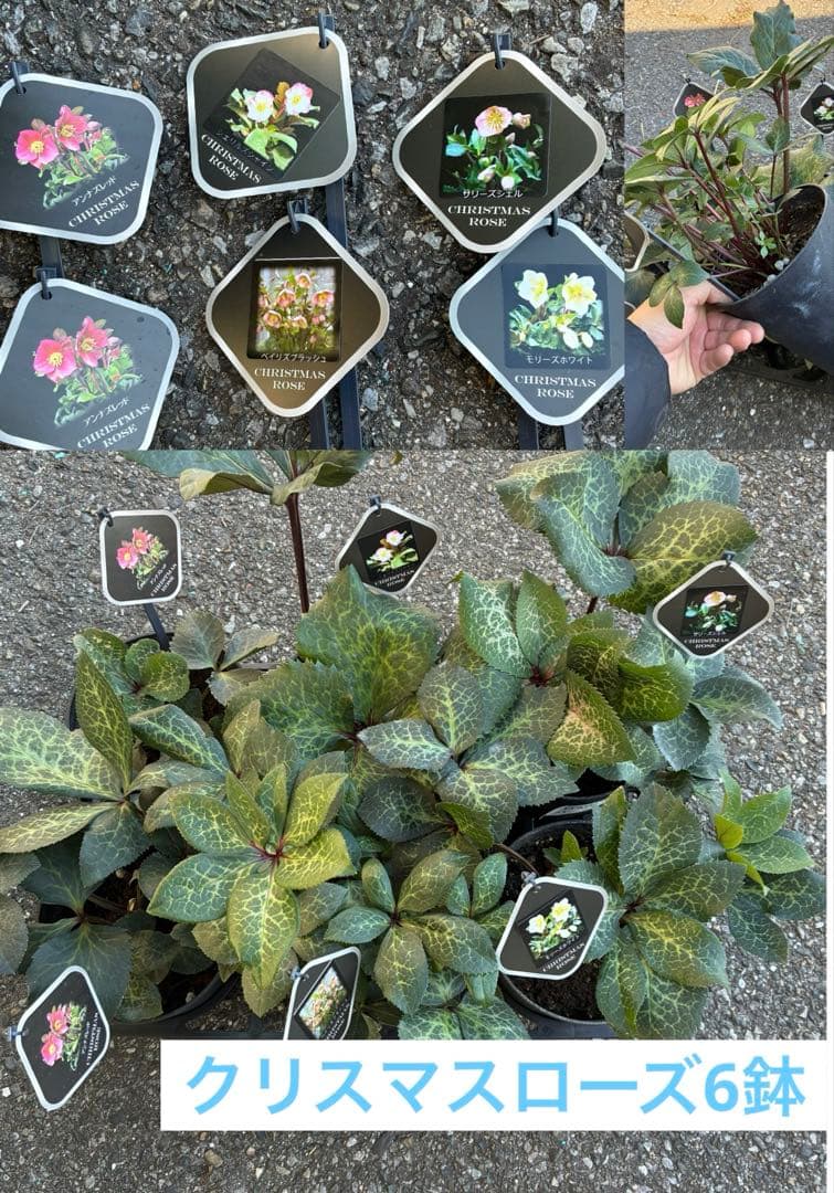 クリスマスローズ6鉢MIX アンナズレッドなど　蕾なし