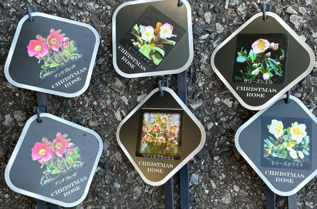 クリスマスローズ6鉢MIX アンナズレッドなど　蕾なし
