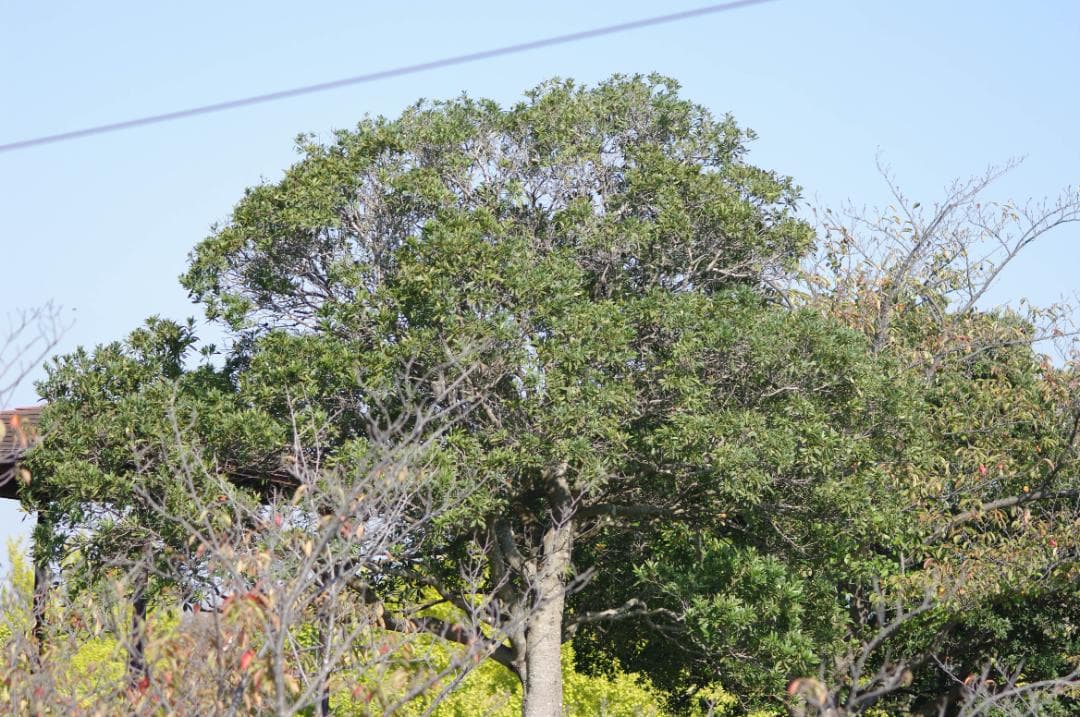レンズ(単焦点) SMC Pentax-FA 100mm F2.8 Macro #7750