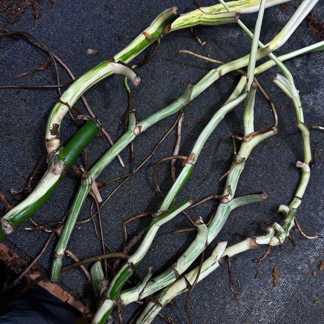 雨*♪様 斑入りモンステラホワイトタイガー大茎5株おまとめ