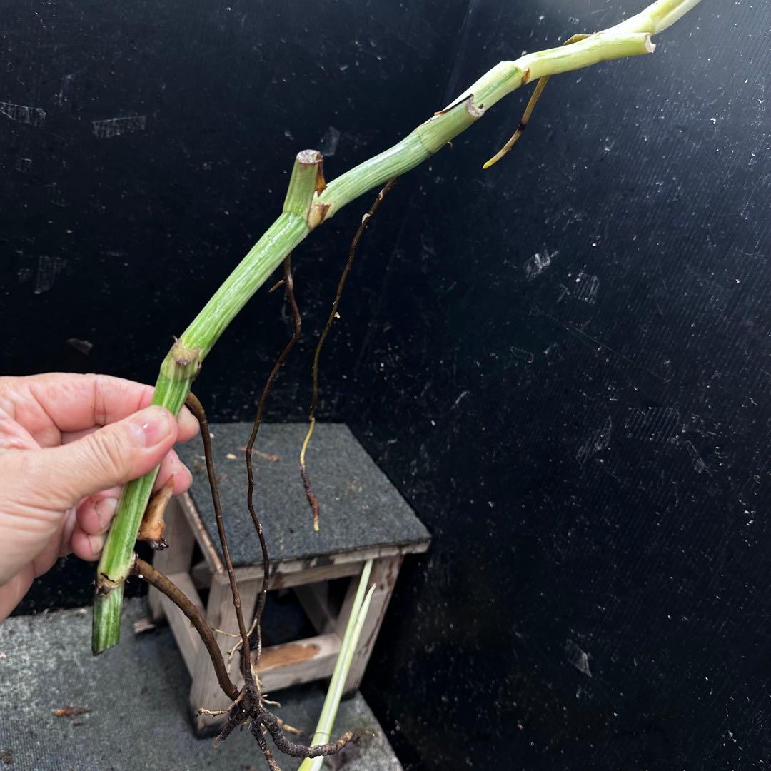 雨*♪様 斑入りモンステラホワイトタイガー大茎5株おまとめ