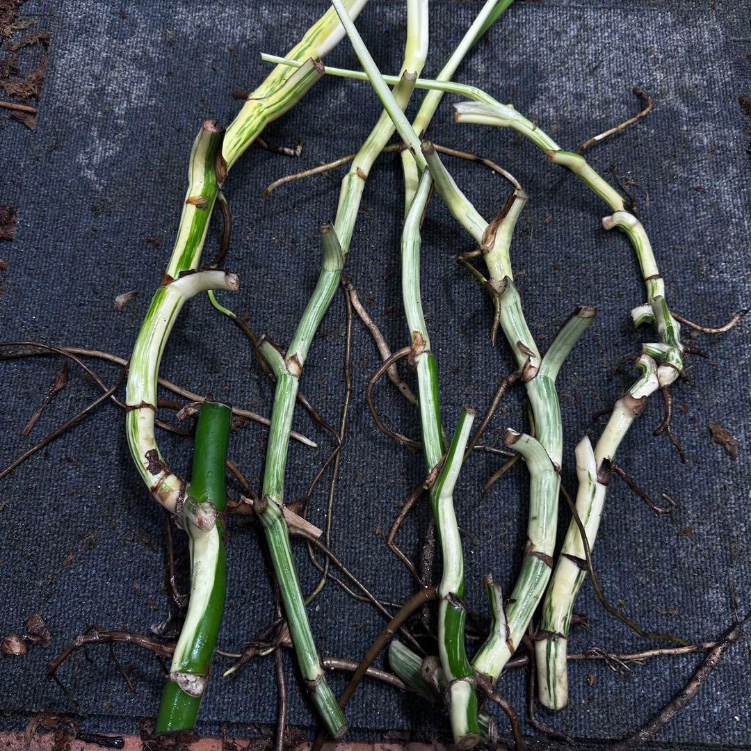 雨*♪様 斑入りモンステラホワイトタイガー大茎5株おまとめ