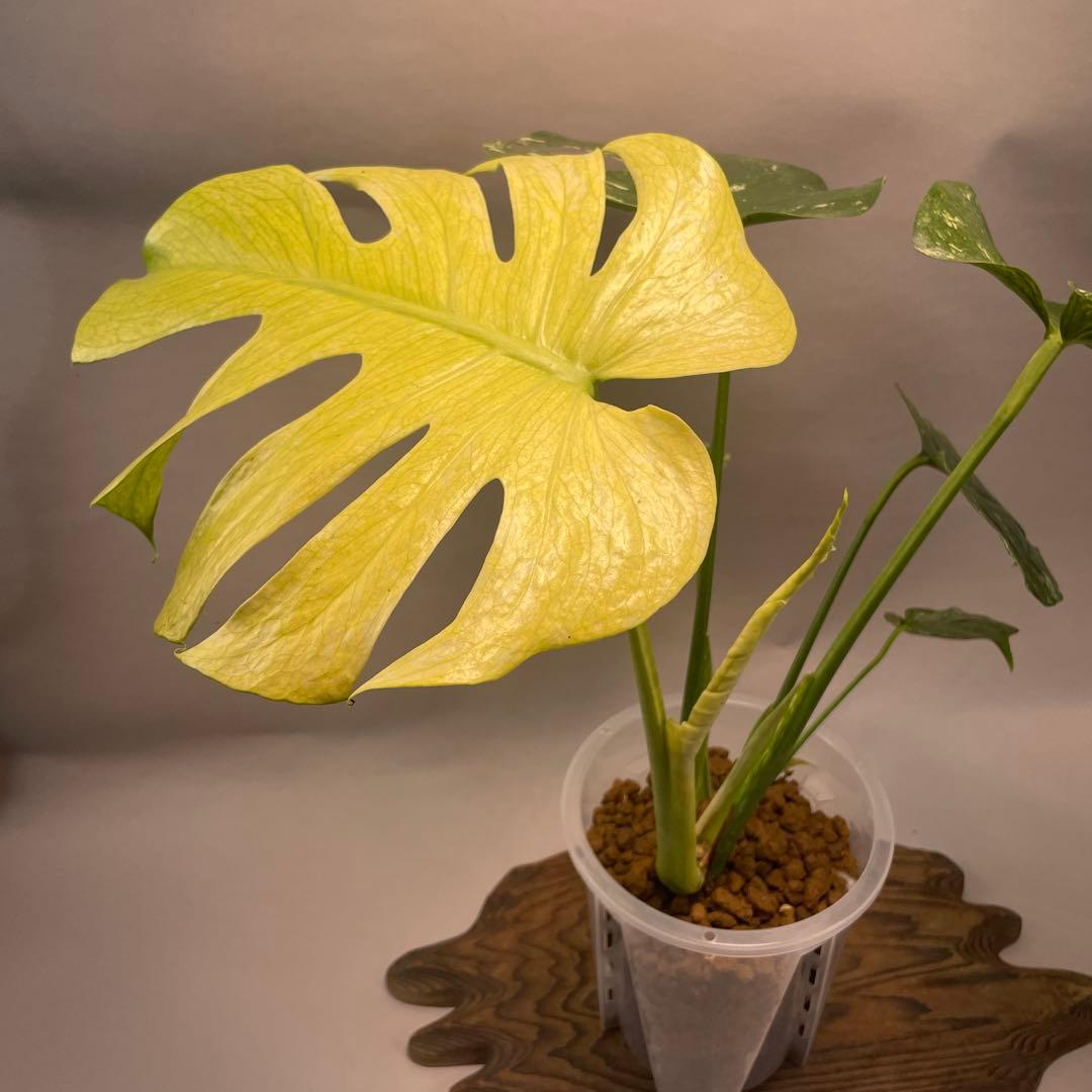 ま*認様 a105ホワイトモンスター 天津蘭 モンステラ斑入り