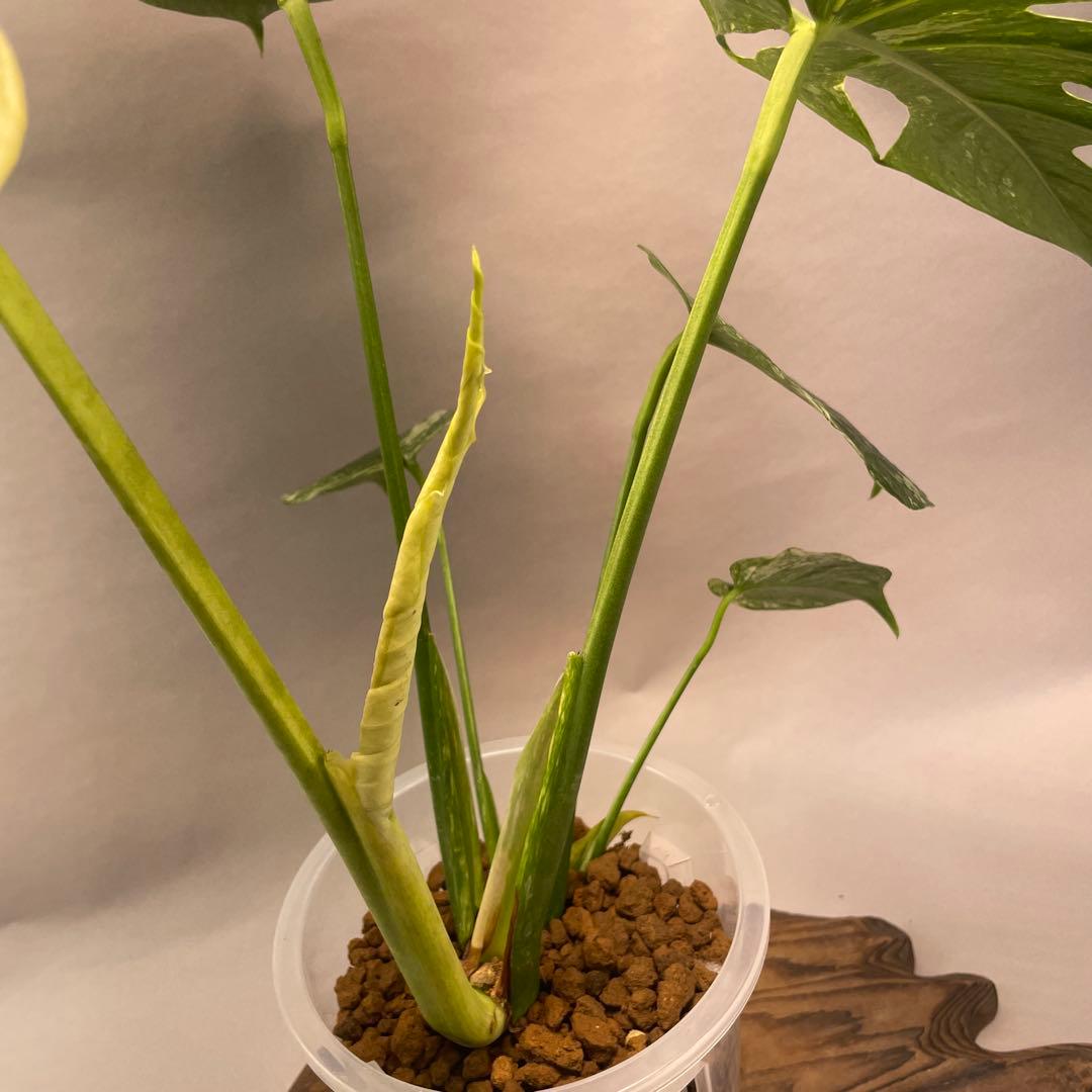 ま*認様 a105ホワイトモンスター 天津蘭 モンステラ斑入り