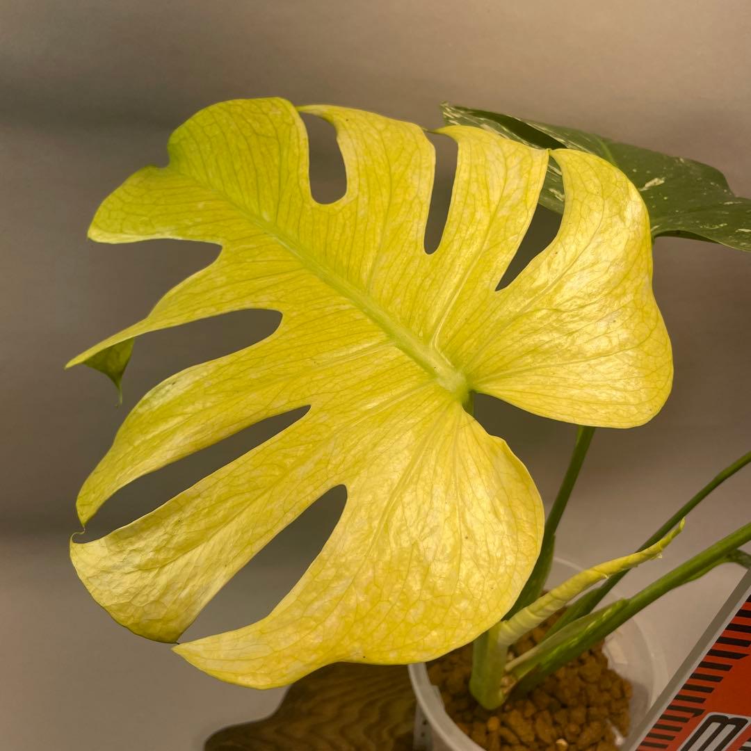 ま*認様 a105ホワイトモンスター 天津蘭 モンステラ斑入り