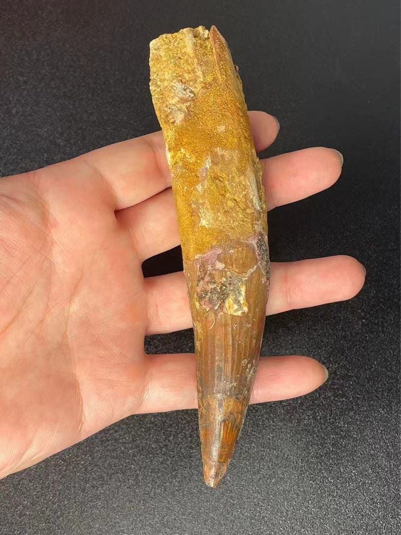 スピノサウルスの歯 15cm