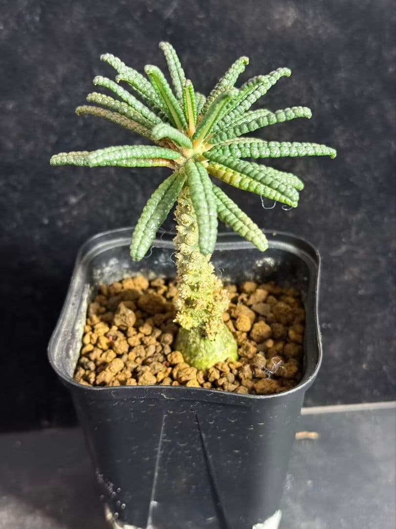 Y*i様 ドルステニア・ギガス ブルラタタイプ 実生株｜発根済み 鉢植え発送