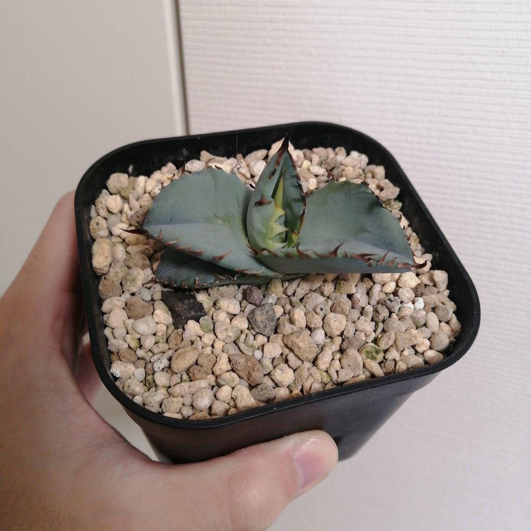 【コッペパンさん専用】アガベチタノタ　ビースト