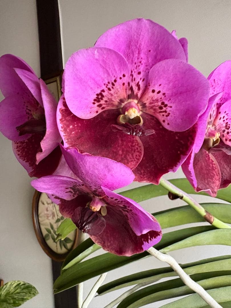 洋ラン バンダ 蘭 Renu Delight ツートン ①