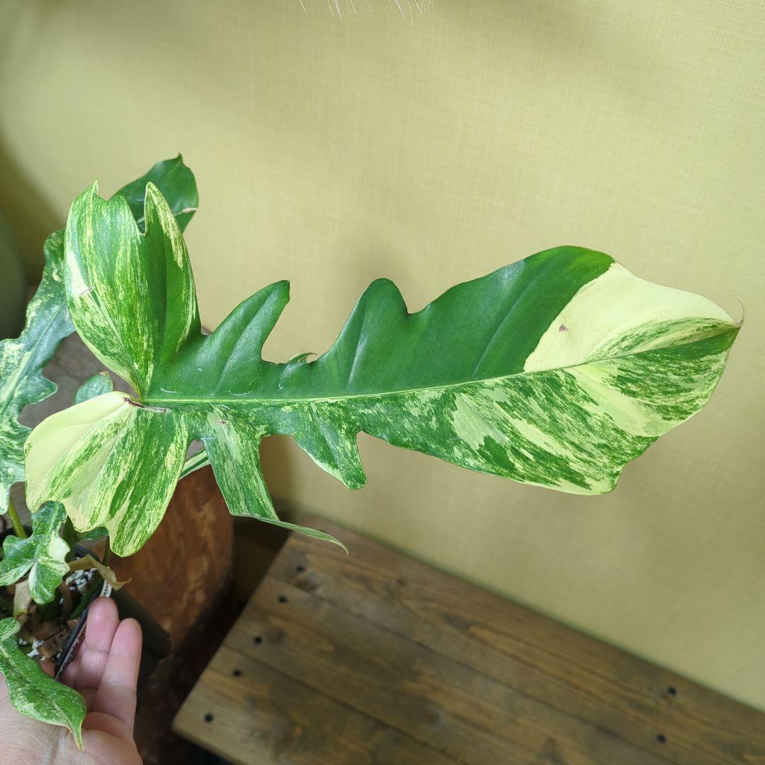 キ*ん様 Philodendron Florida Beauty x mayoi