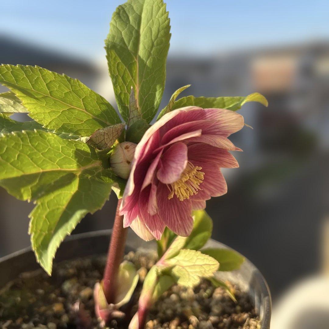 まい様ご購入品　認定ソレイユ　広瀬園芸　クリスマスローズ