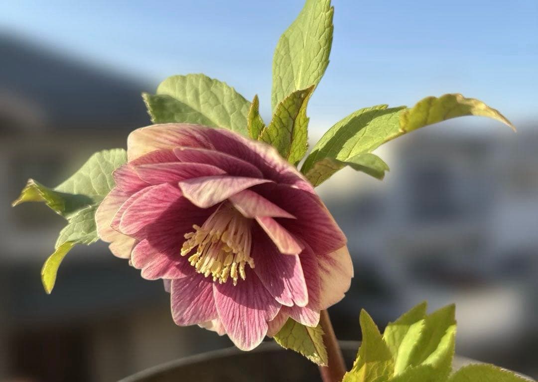 まい様ご購入品　認定ソレイユ　広瀬園芸　クリスマスローズ