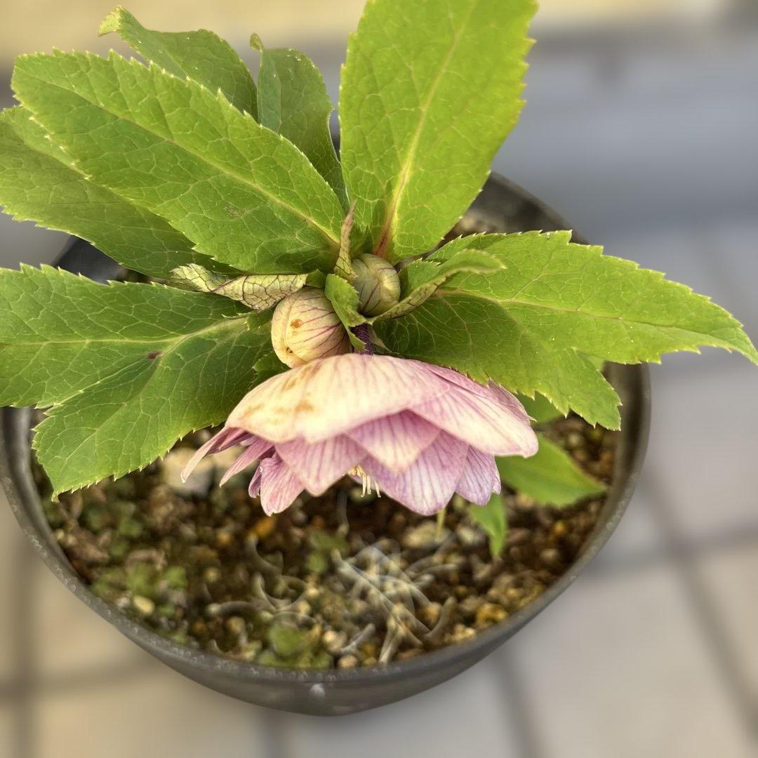 まい様ご購入品　認定ソレイユ　広瀬園芸　クリスマスローズ