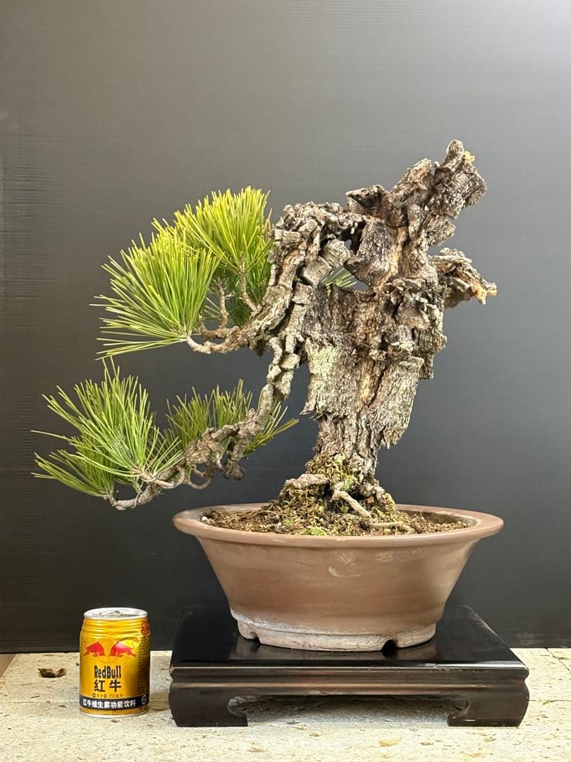 m*ひ様 [お願いします❗️サービス盆栽]錦松//黒松/真柏