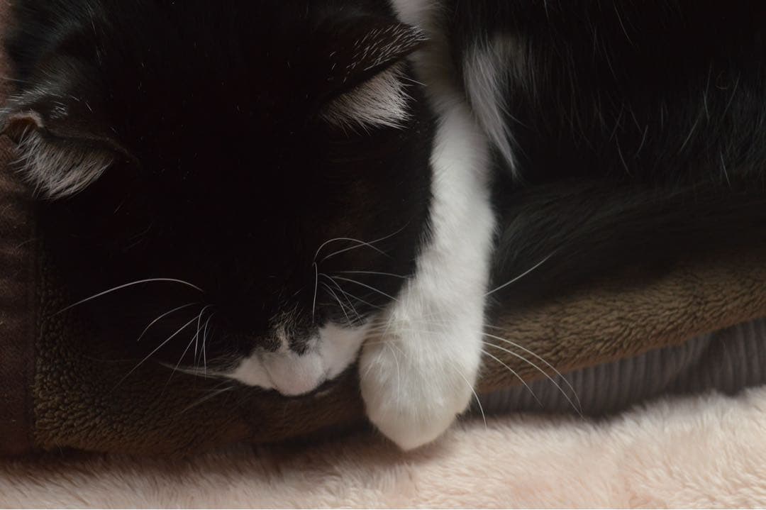 Nikon D3200 単焦点レンズ　セルフスタンド付き