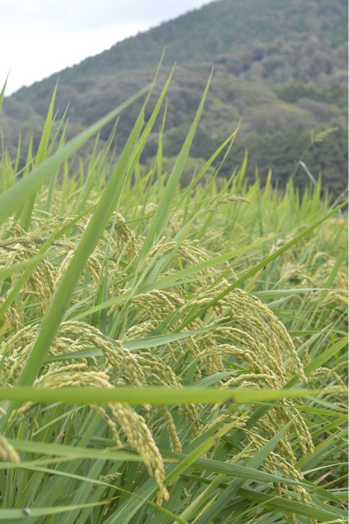 Nikon D3200 単焦点レンズ　セルフスタンド付き