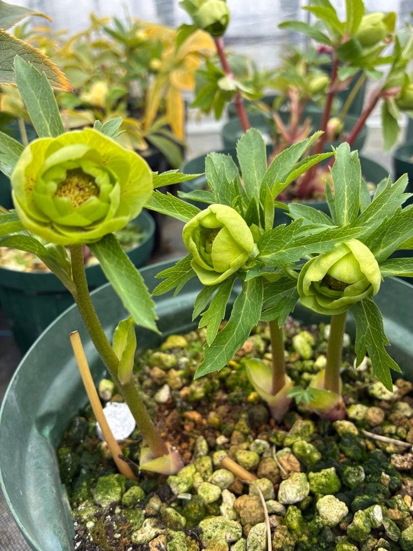 クリスマスローズ　小輪グリーンオーレア　微スポット　６寸