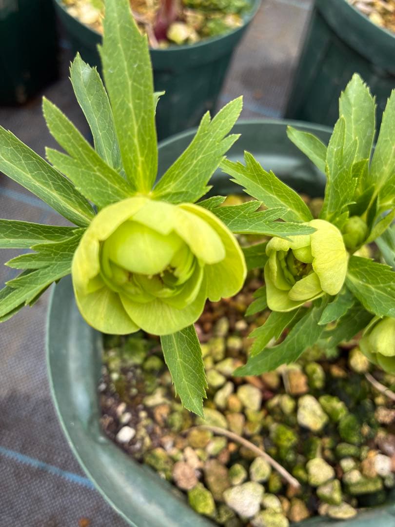 クリスマスローズ　小輪グリーンオーレア　微スポット　６寸