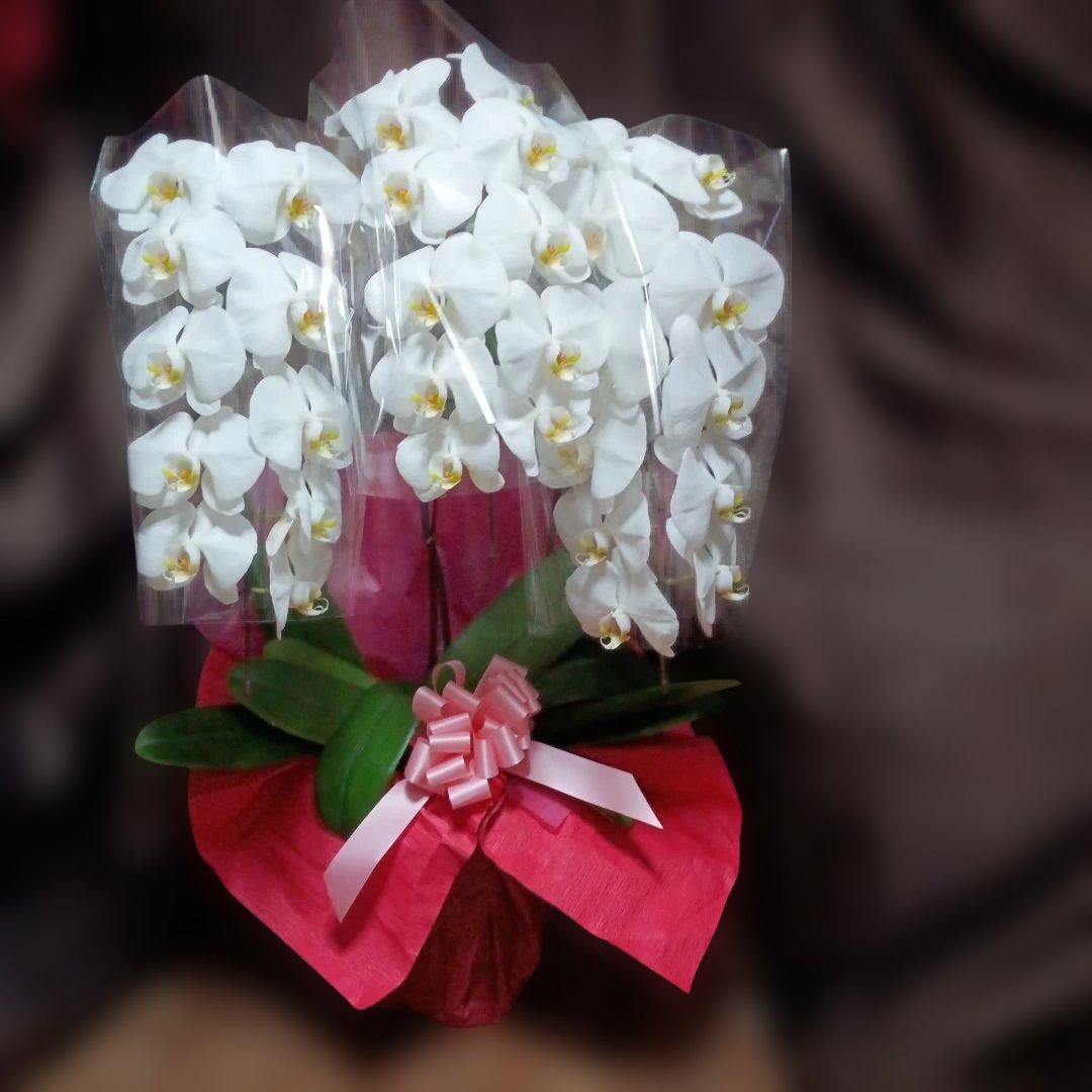 チャチャ　胡蝶蘭　生花