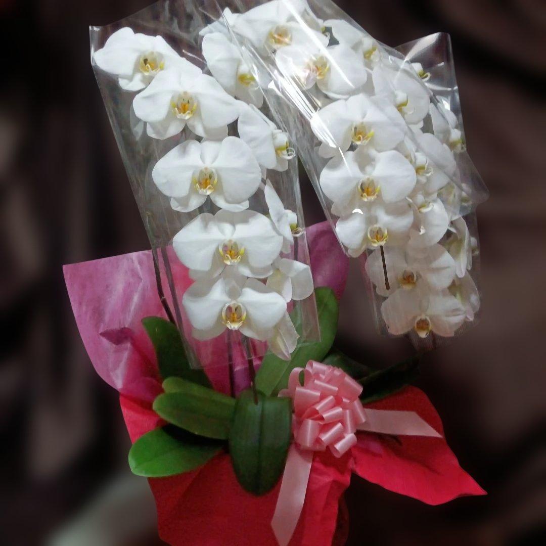 チャチャ　胡蝶蘭　生花