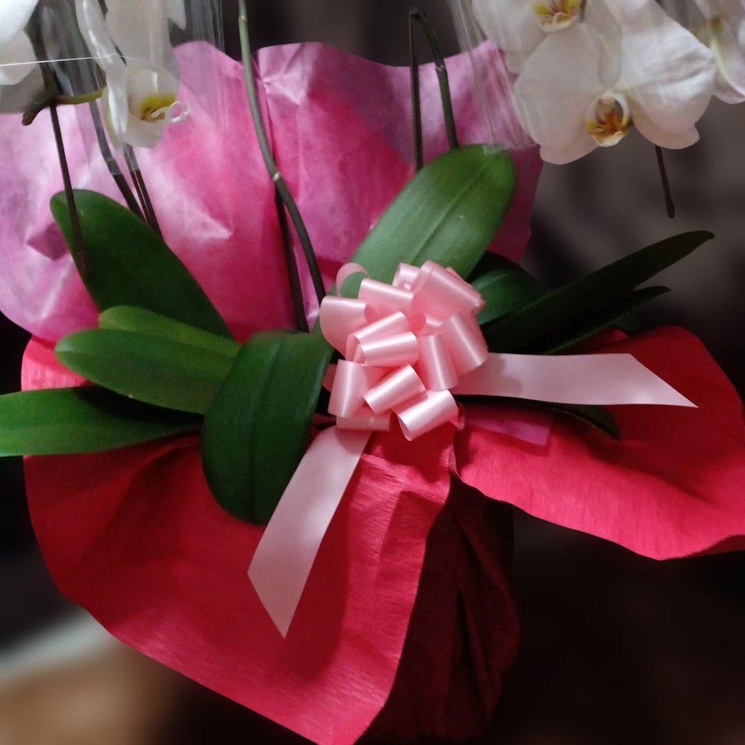 チャチャ　胡蝶蘭　生花