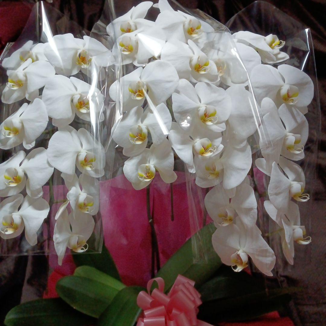 チャチャ　胡蝶蘭　生花