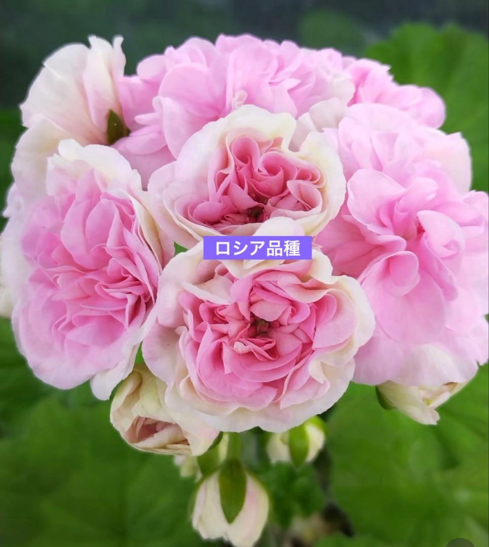 専用リンク　超希少品種ゼラニウム　レア品種ゼラニウム苗　DNY01