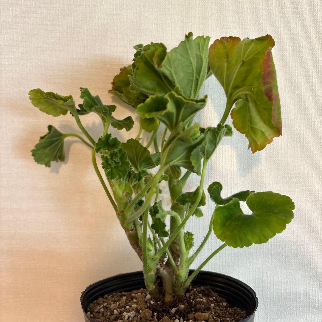 専用リンク　超希少品種ゼラニウム　レア品種ゼラニウム苗　DNY01