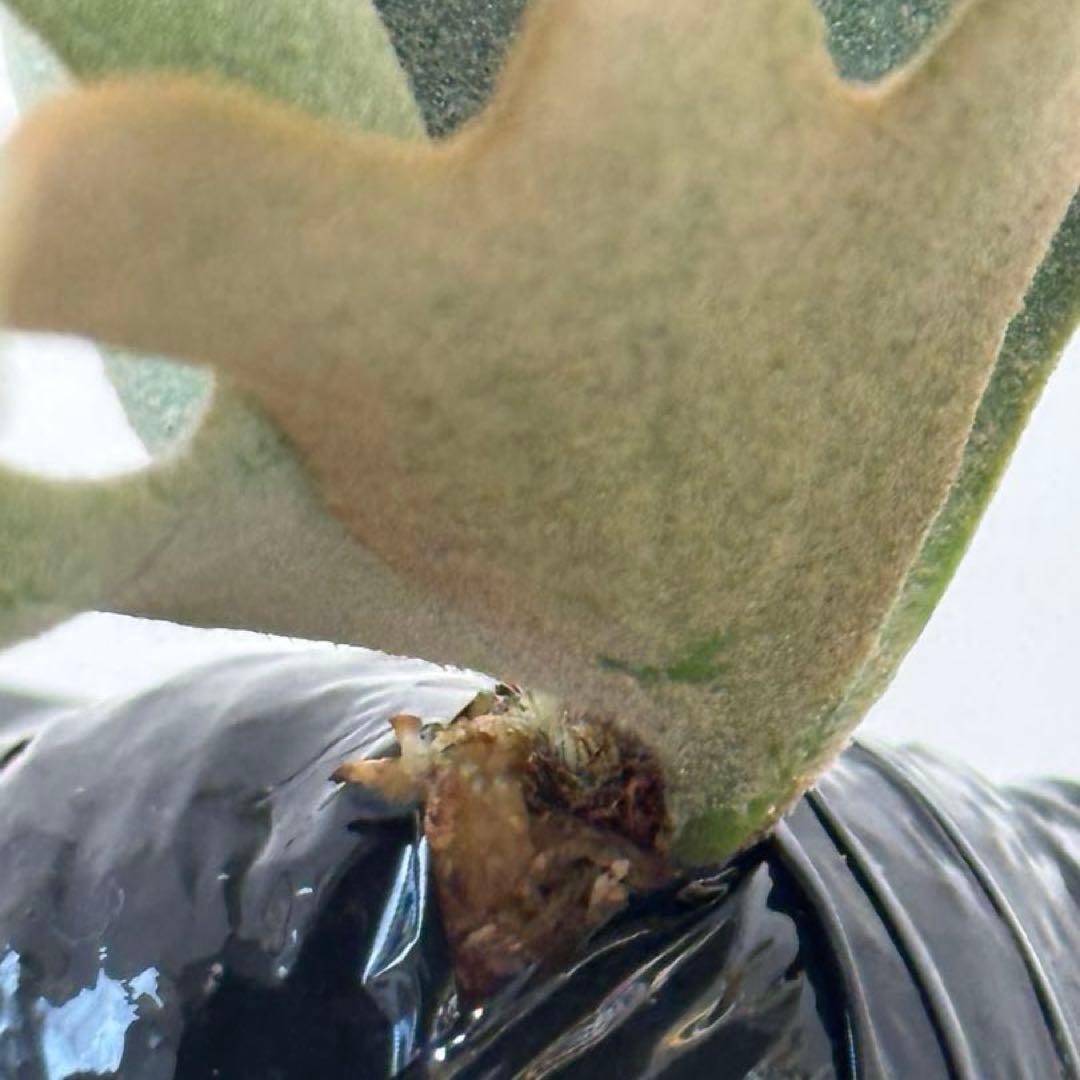 し*ー様 ◆ P.Willinckii ‘OMG’ spore（O-018）