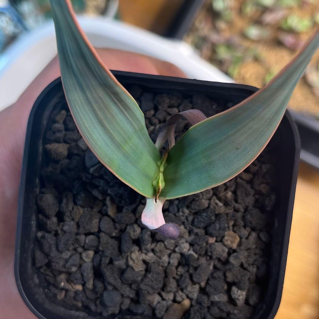 奇想天外　Welwitschia mirabilis ウェルウィッチア