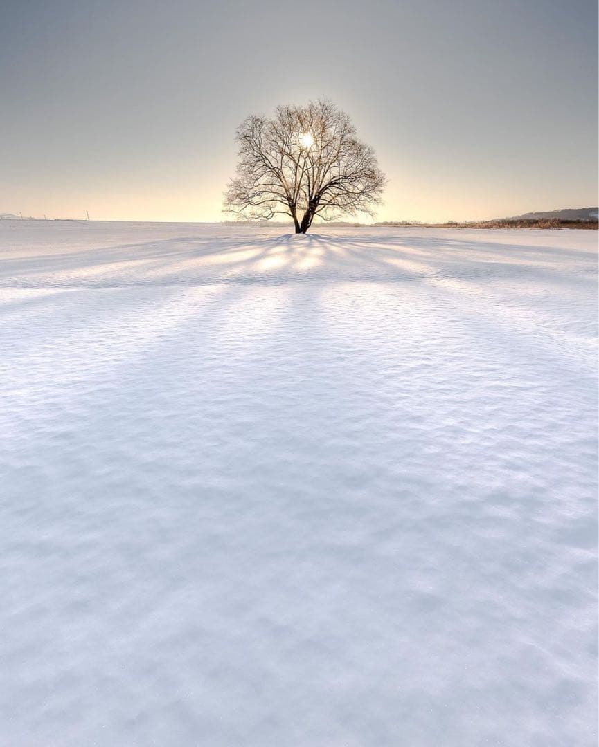 専用CALUX PUFFER COACH JACKET 即日発送