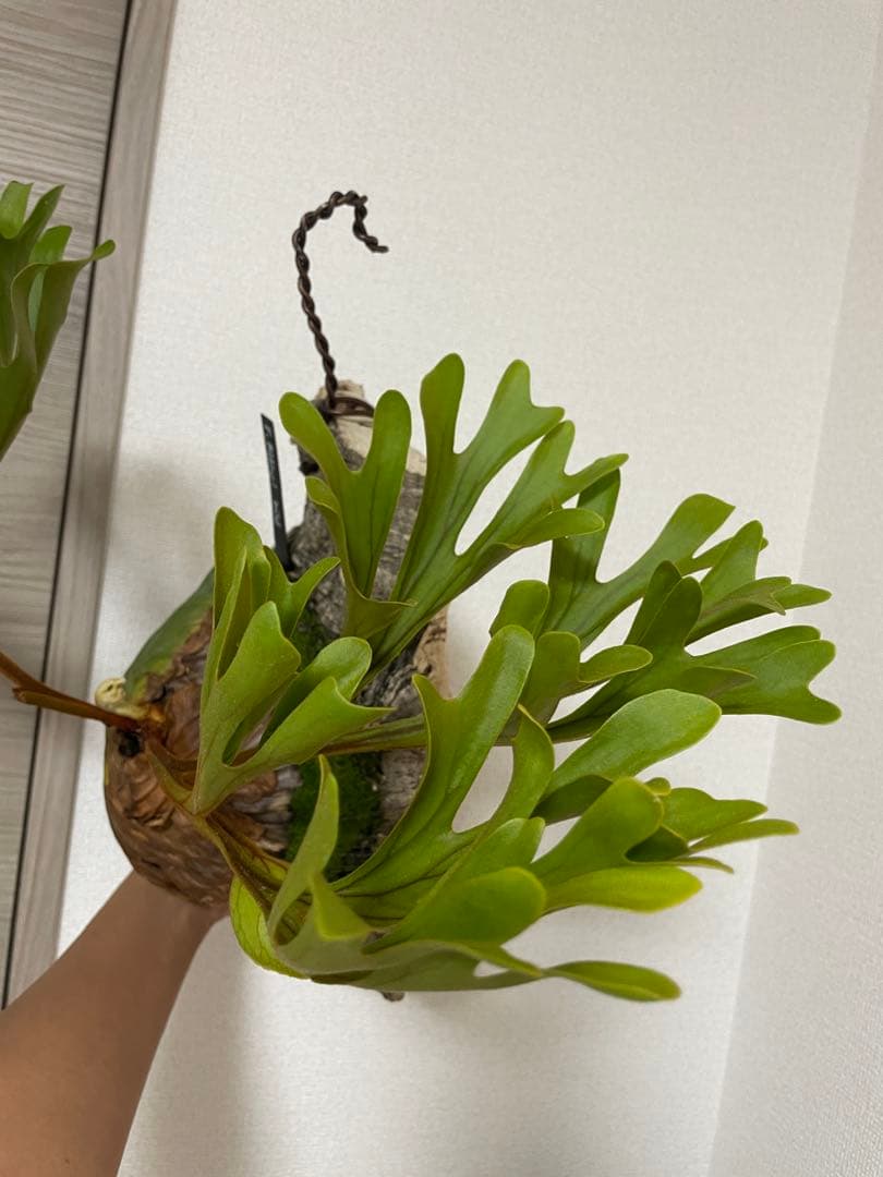 大株 P. ridleyi Wildリドレイ リドレー 長期育成株 ウィリンキー