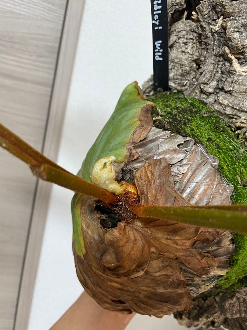 大株 P. ridleyi Wildリドレイ リドレー 長期育成株 ウィリンキー