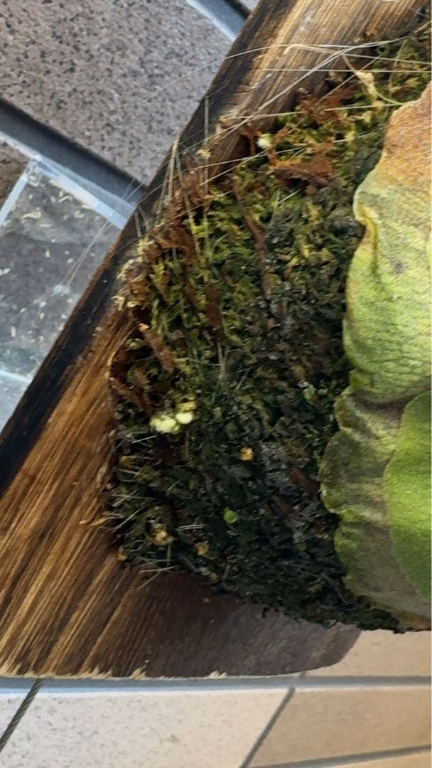 【初売り特価】P.willinckii ' 月光爪哇 ' OC