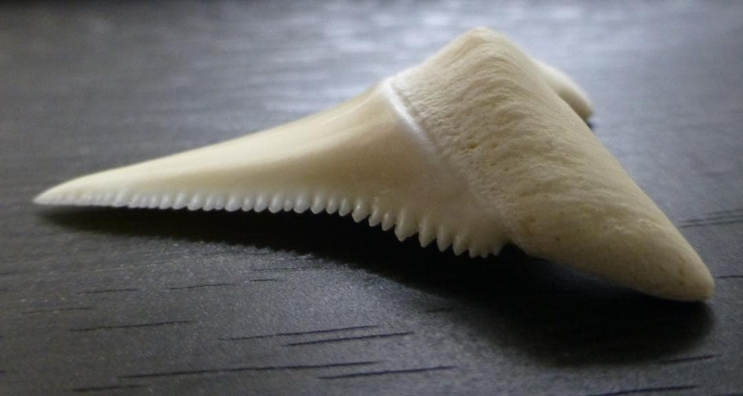 ホホジロザメ（Carcharodon carcharias）の歯 41.3mm