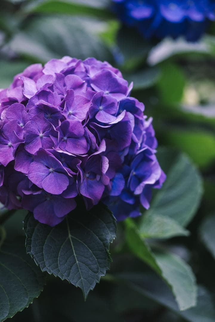 良品！中望遠の決定版！Leica Tele-Elmar 135mm F4