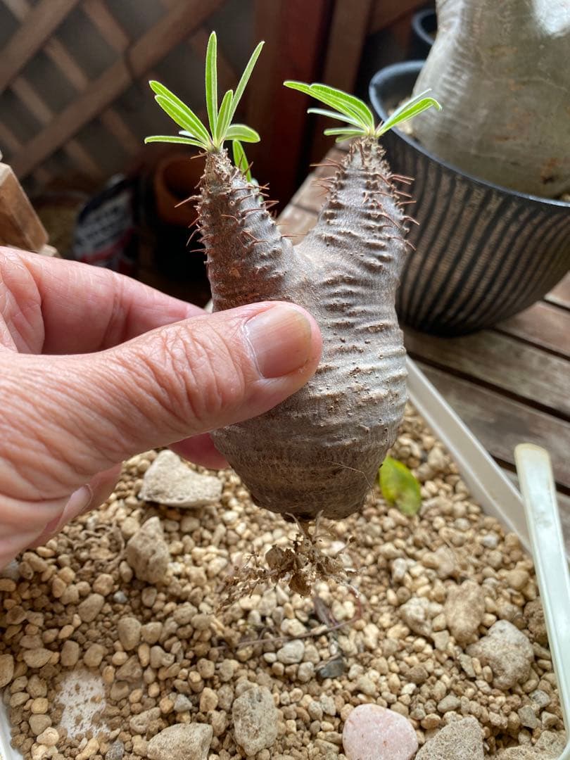 user_765aa874！希少 グラキリス多頭 発根確認済 現地球