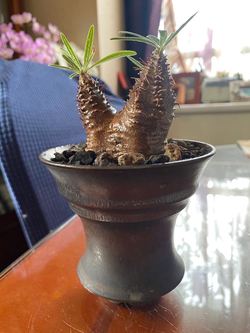 user_765aa874！希少 グラキリス多頭 発根確認済 現地球