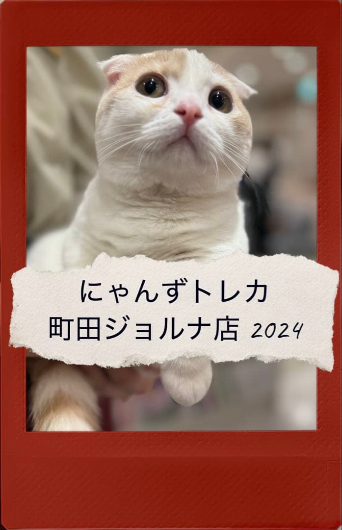 【バラ売り可】にゃんずトレカ町田ジョルナ店 2024