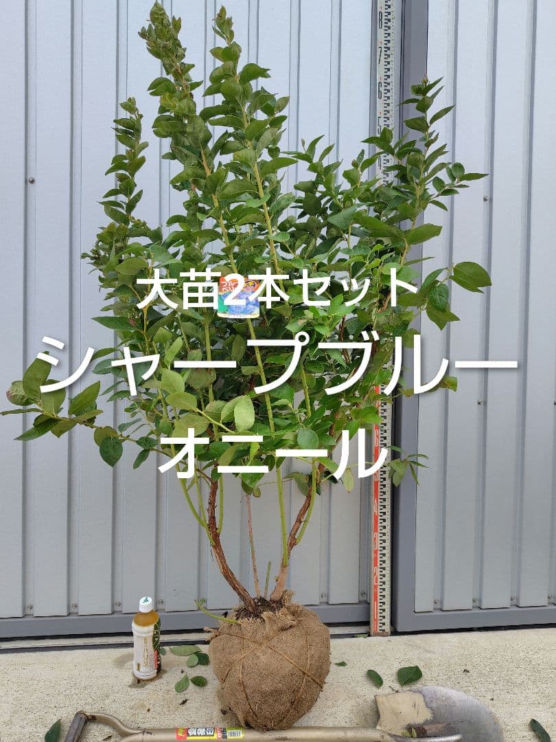 ブルーベリー苗シャープブルー＆オニール大苗2本セット