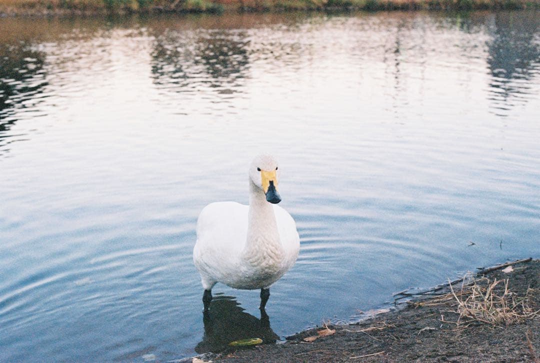 Canon AE-1 program 動作品 、FDレンズ2本