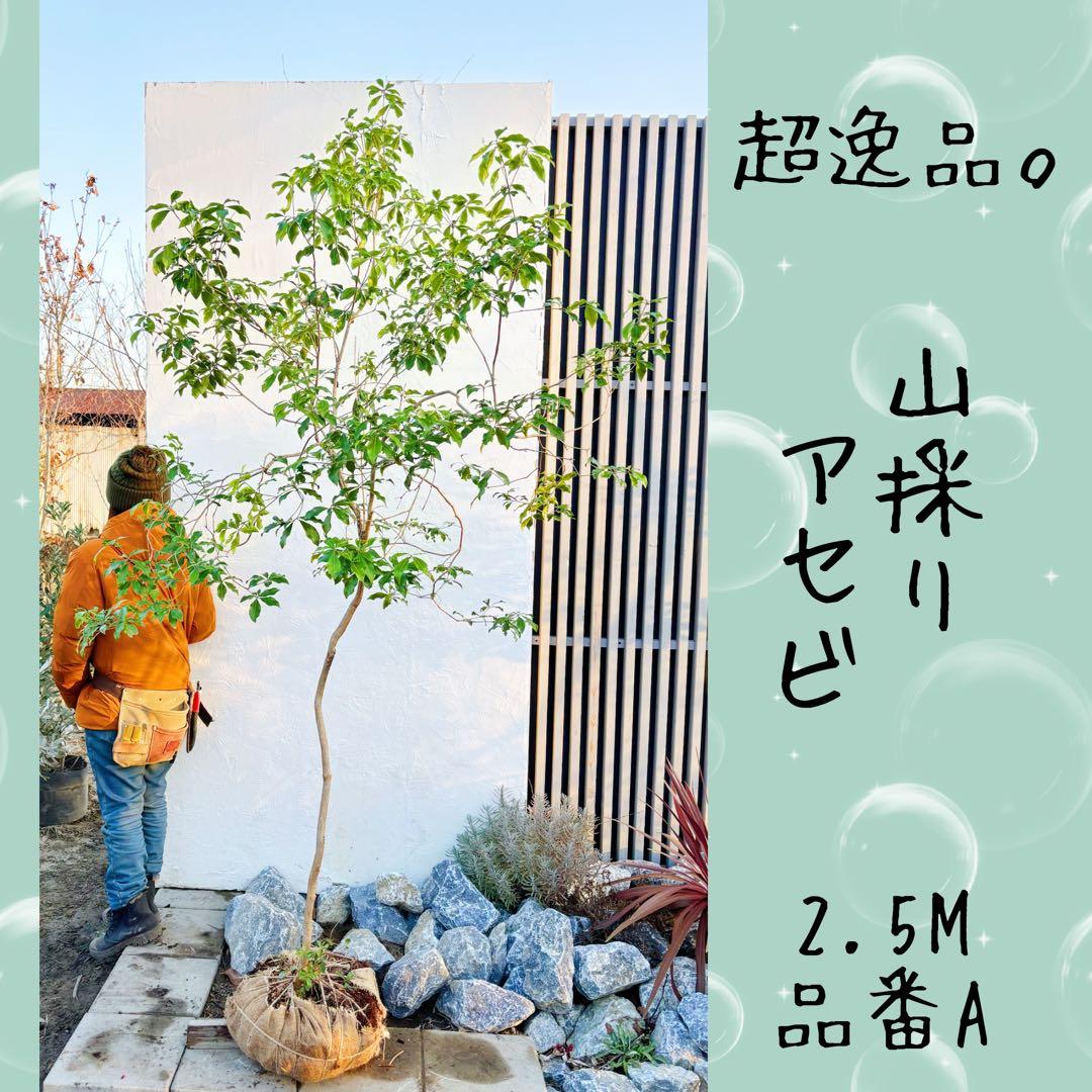 超逸品。山採りアセビ2.5M(鉢底から)品番A